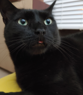 Gomez showing off his adorable bleping abilities.