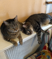 Gracie and Gollum were always together, and they liked to hang out on the radiators in our old house.