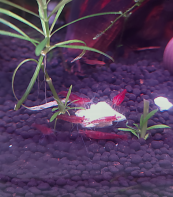 Group of low grade Cherry Neocaridina shrimp surrounding a white square of shrimp food.