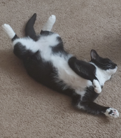 Morticia loves to wriggle around with her belly up.